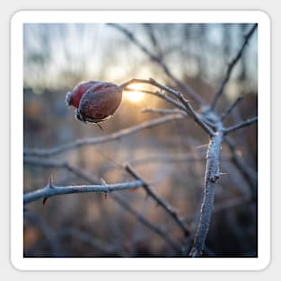 frosty rosehip on a branch Sticker